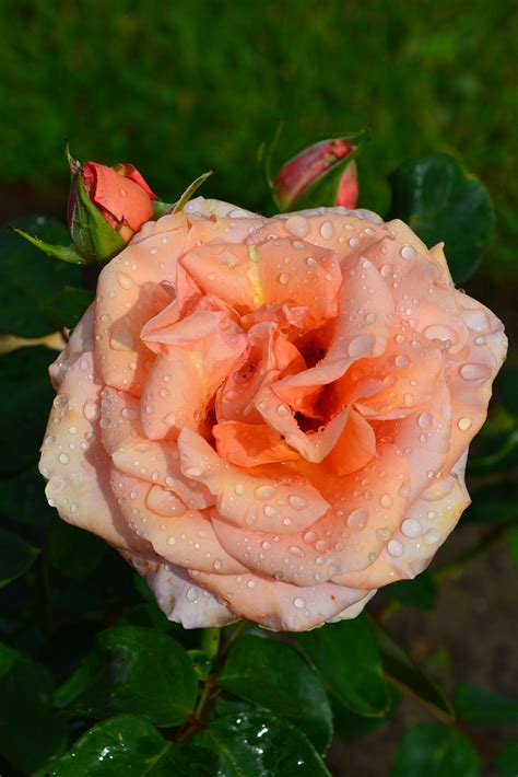 Free photo: Hybrid tea rose 'Creme Caramel' - Bloom, Rosa, Light - Free