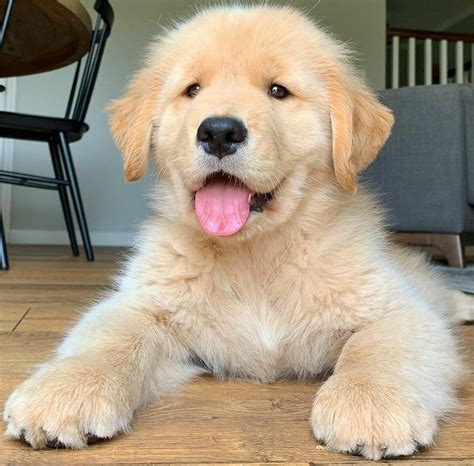 Cachorros Pequenos E Lindos - 6
