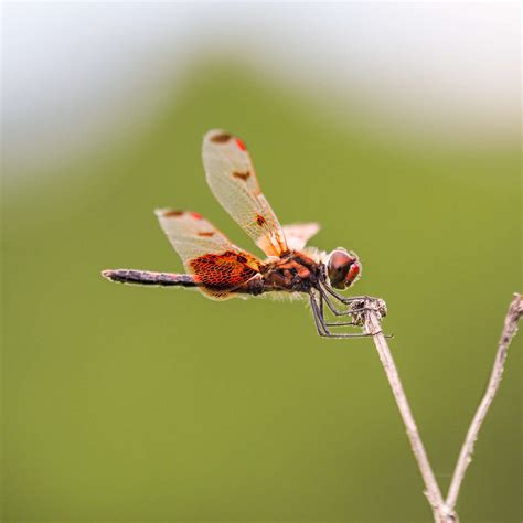 Mastering the 60mm Macro | Olympus