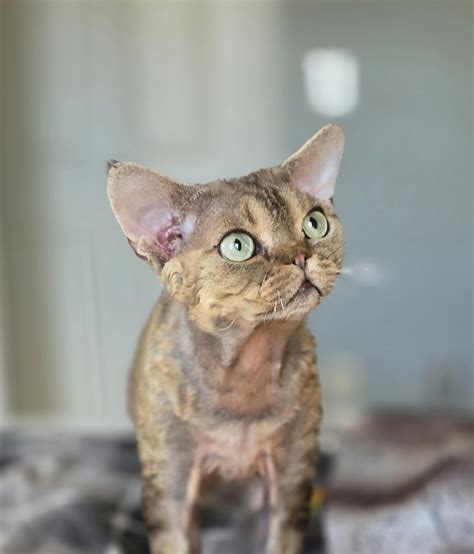Devon Rex for Sale | Magic Curls Cattery