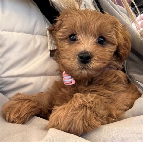 A puppy's take on moving to Chiswick - Chiswick Calendar Features