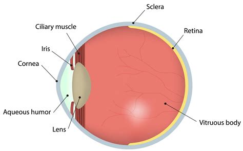 retina international  eyes