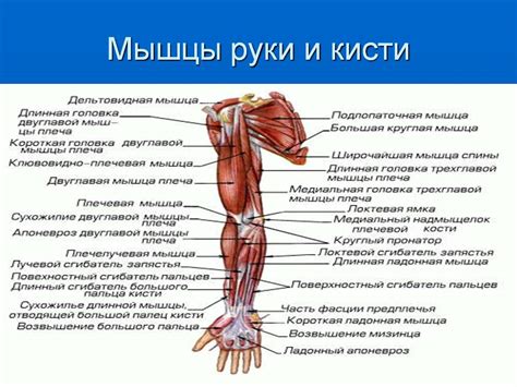 Строение и функции мышц - Презентации по биологии