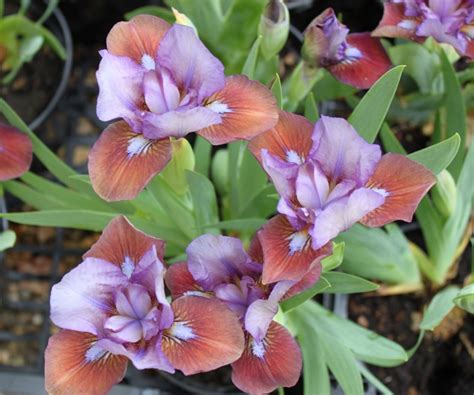 Best bearded iris varieties: 12 stunning types to try | Homes and Gardens