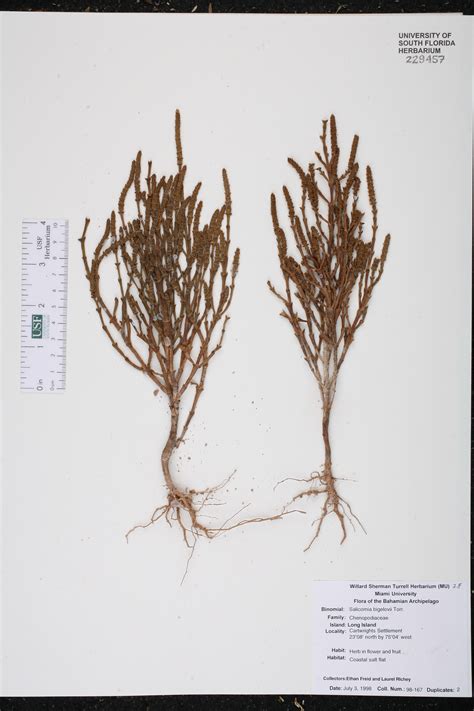 Salicornia bigelovii - Species Page - ISB: Atlas of Florida Plants