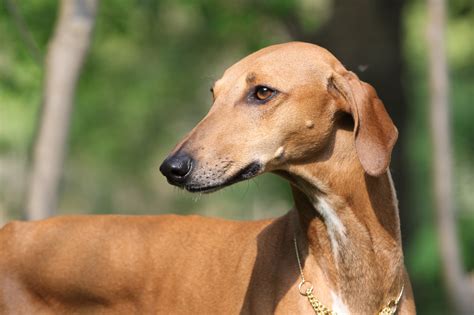 Azawakh - The Breed Archive