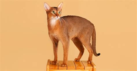 Absolutely Awesome Facts About Abyssinian Cats – Meowingtons