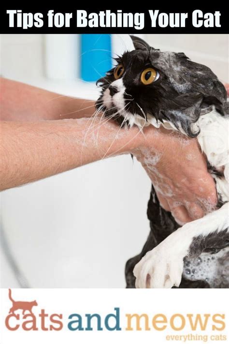 Cat Care: Tips for Bathing Your Cat | Cat care, Cat care tips, Kitten care