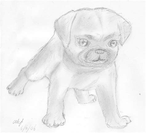 Pug Sketch at PaintingValley.com | Explore collection of Pug Sketch