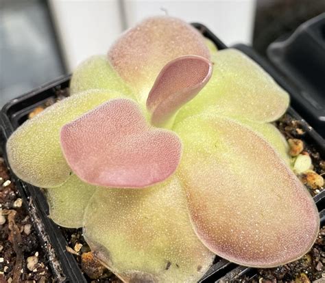 Pinguicula x [agnata x 'Sethos'] photos