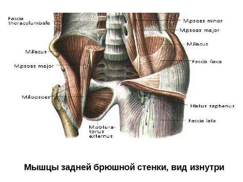 ХИРУРГИЧЕСКАЯ АНАТОМИЯ МАЛОГО ТАЗА - презентация, доклад, проект скачать
