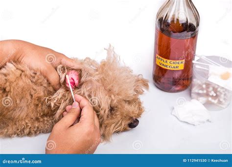 how to clean a dog's ears with apple cider vinegar