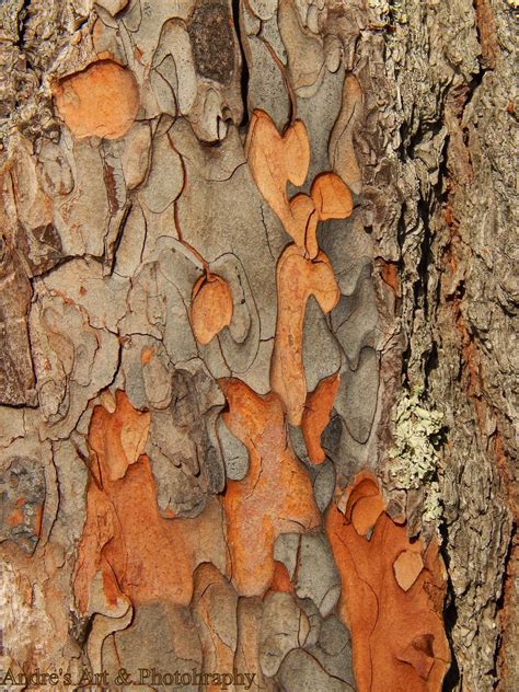 Through The Camera's Eyes: Andre's Photography Blog: Bark Of The Oak Tree