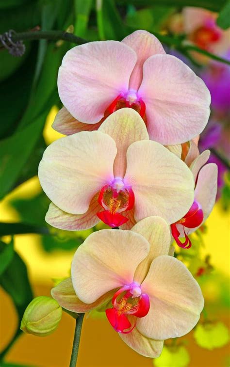 Beautiful Light Pink Orchids in Garden Stock Photo - Image of orchids, beautiful: 131993312