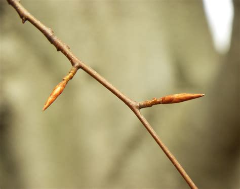 Fagus grandifolia – Purdue Arboretum Explorer