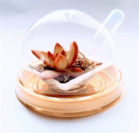 Miniature Succulent Terrarium Favors Live Plants Easy Care - Etsy