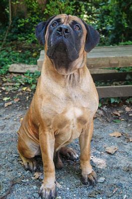 Baloo | Boerboel Rescue
