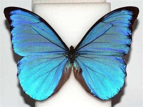 Morphos – ChrisR