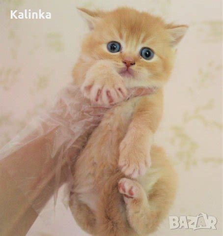 Британско таби в Британска късокосместа в гр. София - ID33236466 — Bazar.bg