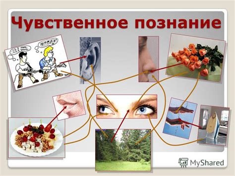 Презентация на тему: "ЧУВСТВЕННОЕ ПОЗНАНИЕ Чувственное познание Органы ...