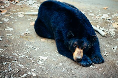 Free Images : zoo, mammal, fauna, vertebrate, dog breed group, american