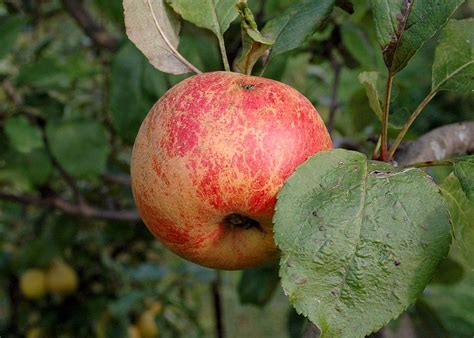 Яблоня / Коричное новое | Питомник плодовых культур