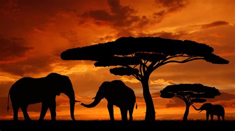 African Wallpapers - Top Free African Backgrounds - WallpaperAccess