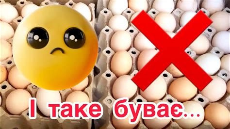ЧП на господарстві‼️НЕ ВРЯТУВАВ😔 Огляд курей - YouTube