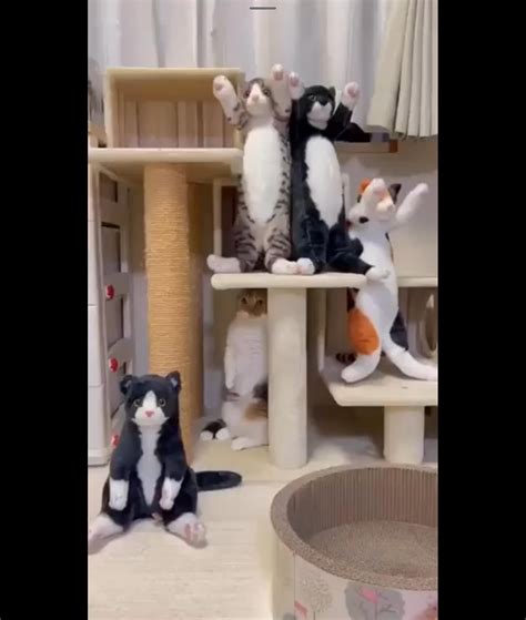 Find the Feline : r/FindTheSniper