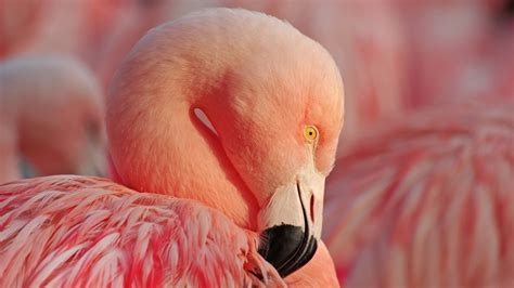 what is flamingos net worth 2021