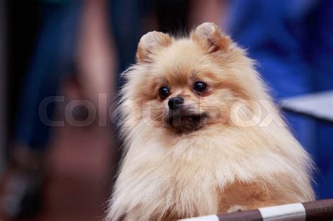 Dog breed Pomeranian spitz | Stock image | Colourbox