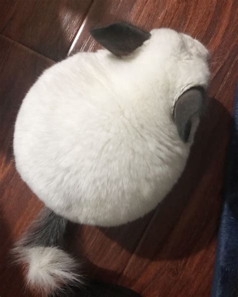 best chinchilla hyperactive for beginners 1