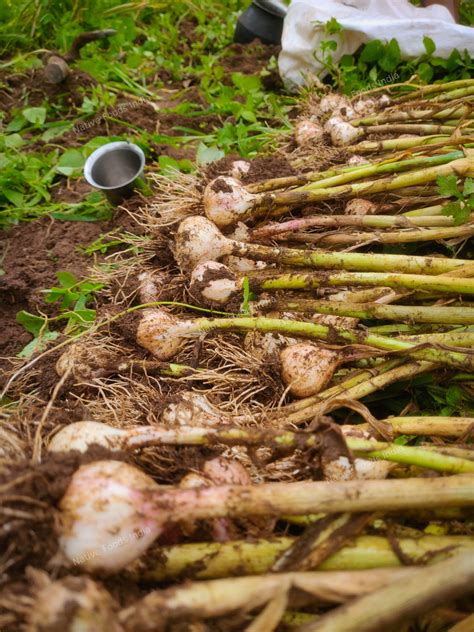 Native Foods India