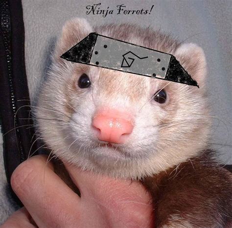 Ninja Ferret by EmeraldDeidara on DeviantArt