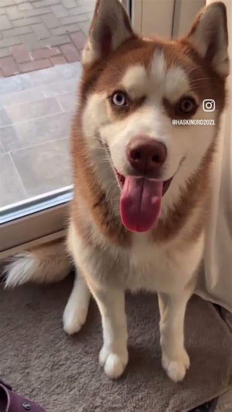 Страшная тайна хаски #dog #животные #собака - YouTube