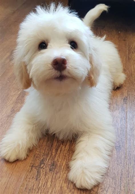 My fluffy cockapoo Bella : r/Eyebleach