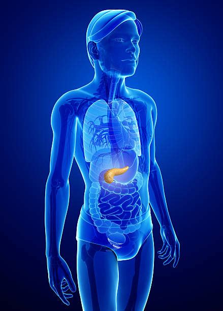 Royalty Free Human Pancreas Pictures, Images and Stock Photos - iStock