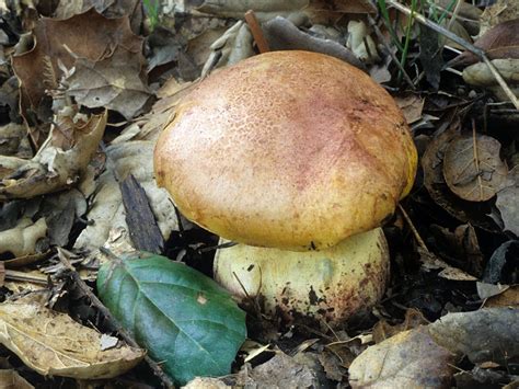Боровик придаточковый (Butyriboletus appendiculatus) фото и описание