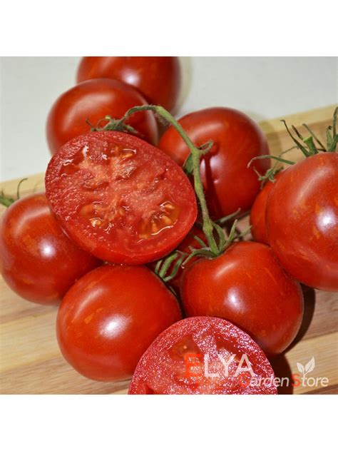 Томат Бред Гейтс (гном) в магазине Elya Garden