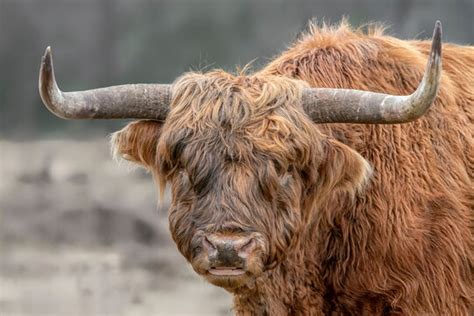 Highlander Bilder – Durchsuchen 15,558 Archivfotos, Vektorgrafiken und ...