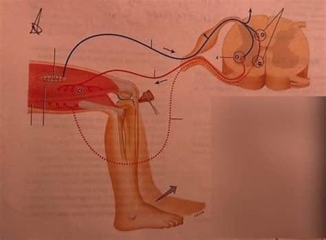 Patellar Reflex arc Diagram | Quizlet