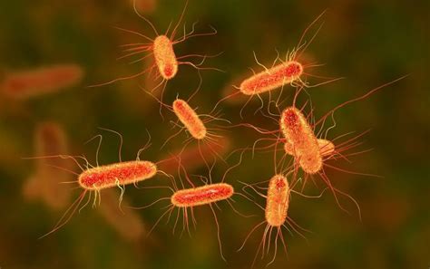 E.Coli Bacteria Infection: Simple Ways To Prevent A Deadly Complications