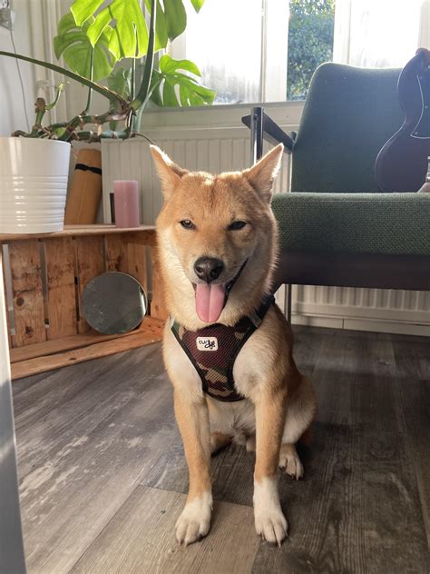 Does Neutering A Dog Affect Muscle Growth