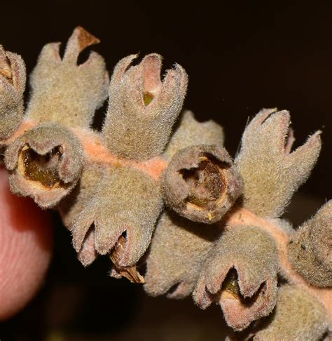 Melaleuca elliptica - Изображение особи - Плантариум