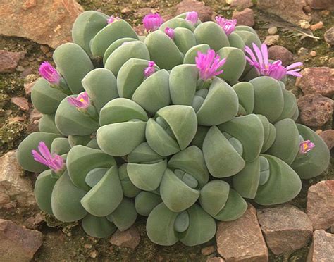 aizoaceae succulent landscaping cacti  succulents succulents