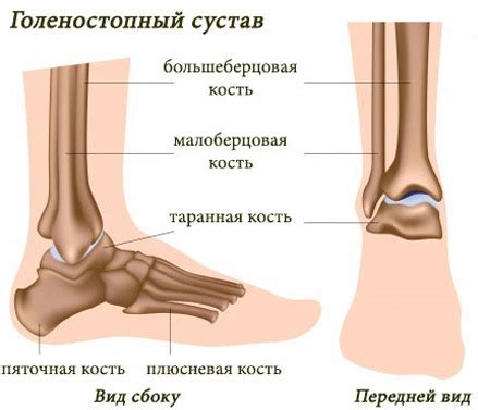 МРТ голеностопного сустава в Москве