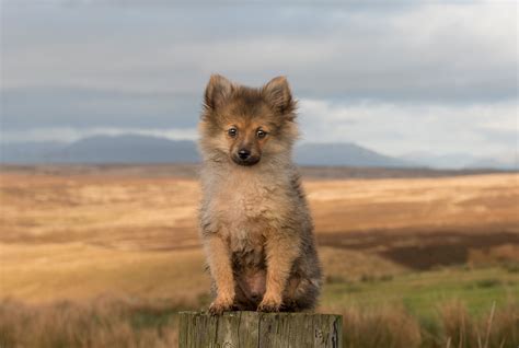 Dogs, Puppy, Sitting, Spitz, HD Wallpaper | Rare Gallery
