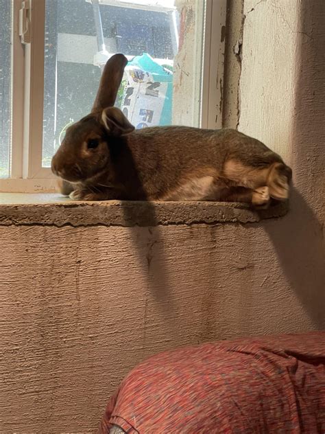 ChannelRabbit OnlyFans: Before And After The Leak