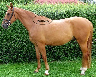 horse-withers | Horse Saddle Comparison