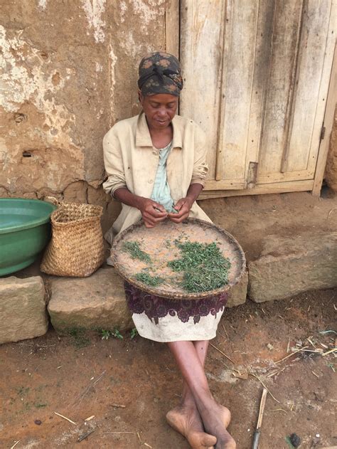 Centella asiatica — People and Plants International